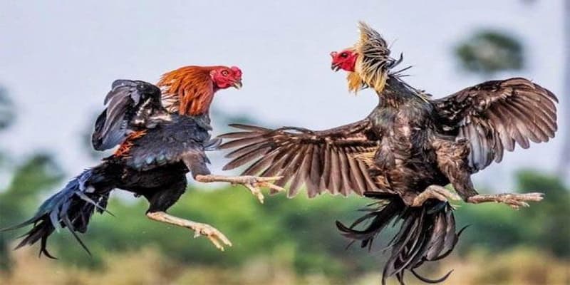 Tổng quan về đá gà 8xbet